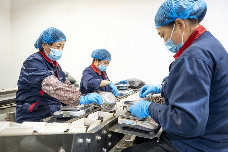 “和仁堂”的工人們正在進(jìn)行中藥飲片的篩選、包裝。人民網(wǎng) 盧鵬宇攝